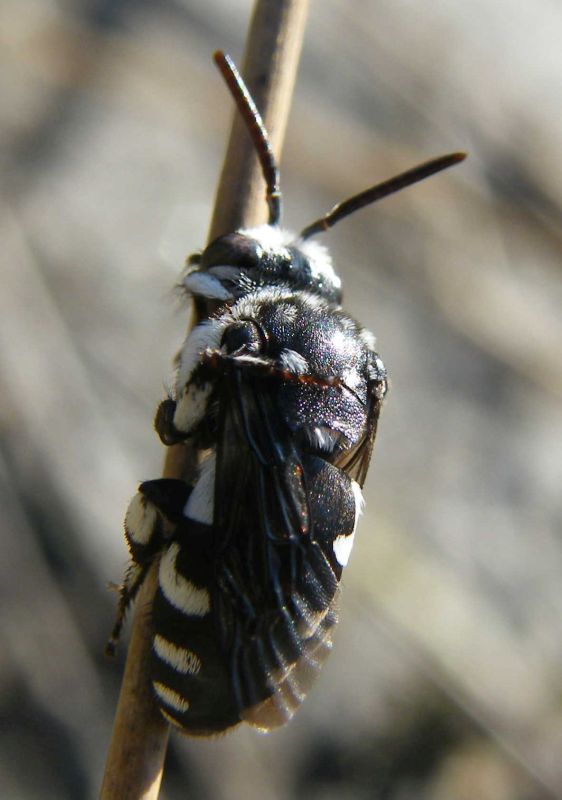 Thyreus sp., Apidae Anthophorinae